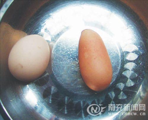 南充一母鸡产下7.5厘米巨型长蛋 形状如梭子(图)