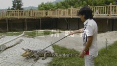 <b>赴泰国学技回温养鳄鱼 揭秘亿万富翁吴皇投致富经</b>