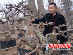 <b>于发科：一个农民园艺师的精神回归</b>