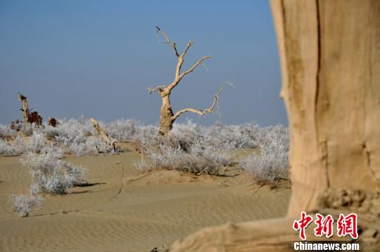 新疆塔克拉玛干沙漠边缘出现雾凇景观
