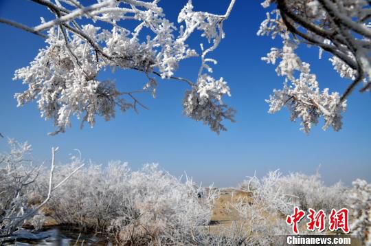 新疆塔克拉玛干沙漠边缘出现雾凇景观