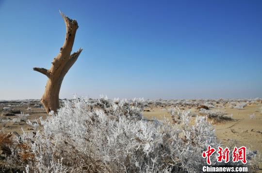 新疆塔克拉玛干沙漠边缘出现雾凇景观