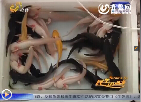 邹城铁山公园门口的鱼虫市场有部分商户正在销售这种六角恐龙。（视频截图）