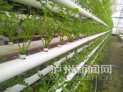 <b>刘强：把泸州建成川南领先、全国知名的现代农业强市</b>