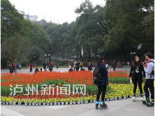 忠山公园前区郁金花报春花团