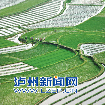 分水岭镇董允坝现代农业示范基地