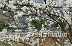 <b>叙永赤水河谷 万亩花海等你来赏</b>