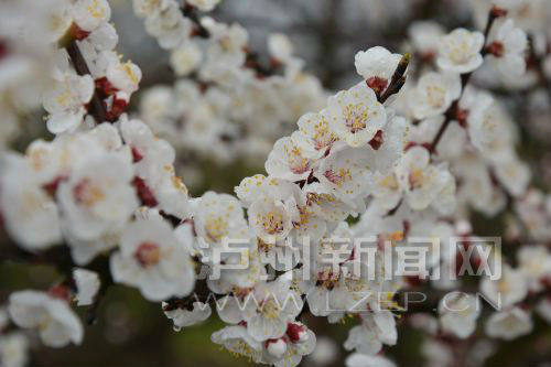 lirt150316 - 副本