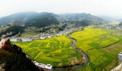 <b>古蔺万亩油菜花开  “画里乡村”迎客来</b>