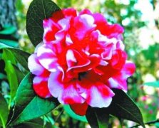 <b>国内赏花季目的地推荐：面朝花海 春暖花开</b>