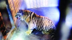 <b>山东坠亡老虎为青岛市人大代表非法饲养</b>