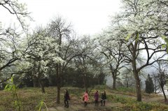 <b>泸县云锦山梨花如雪喜迎八方客</b>