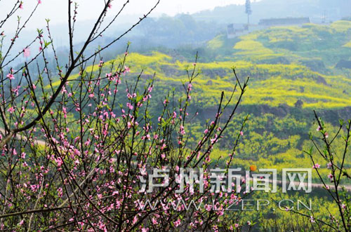 泸州春暖花开