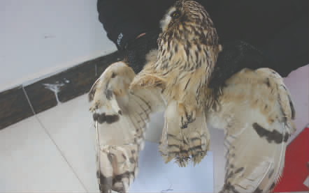 遂宁一餐馆老板将猫头鹰做成汤 7两卖800元(图)