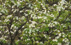 <b>泸州举行第四届“梨花诗会” 姜维彬《梨花花开》数第一</b>