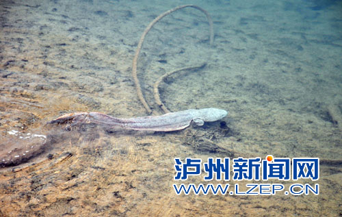 将娃娃鱼在赤水河中放生 (朱茂 摄)