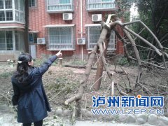 <b>泸州一小区7棵树无故被砍 市民很心痛</b>