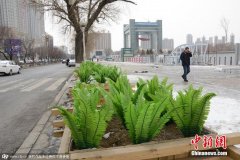 <b>吉林街头安插“油麦菜”假花搞绿化我要评论</b>
