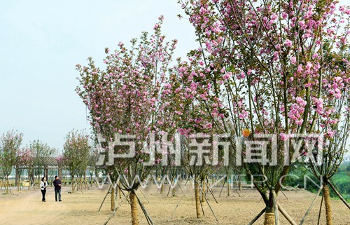DSC_3431_副本