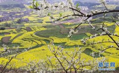 <b>四川荥经：阳春三月菜花黄</b>