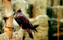 <b>成都小伙网上倒卖金雕 牵出贩雕黑链</b>