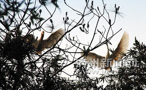 春归的白鹤在枝头翩翩起舞