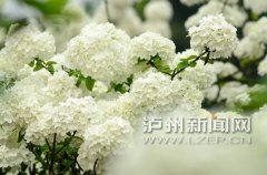 <b>泸州香海公园琼花开美若天仙 赏花线路出炉</b>