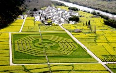 <b>安徽徽州油菜花田现太极八卦图</b>