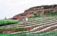 <b>陆空交响曲 内江2015春耕生产见闻</b>