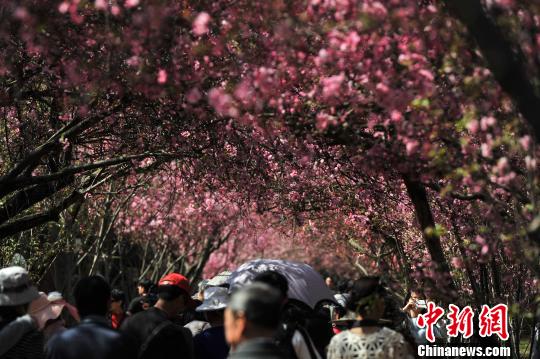 清明出游：国内十大旅游胜地不容错过（组图）（7）