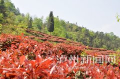 <b>古蔺：红叶石楠林成春季靓丽风景</b>