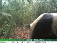 <b>3 只大熊猫 长住川南老君山</b>