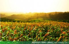 <b>宜宾糯红高粱地理标志 通过农业部专家评审</b>