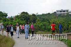 <b>合江万亩柚花开放迎客来</b>