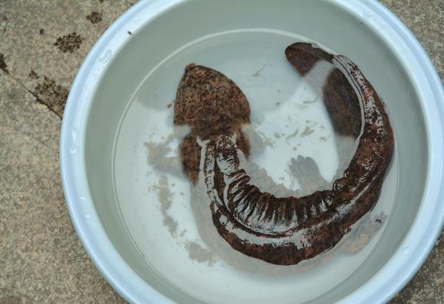 内江村民河边抓螃蟹 发现“娃娃鱼”(图)