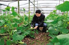 <b>内江：整合蔬菜基地 带动菜农致富</b>