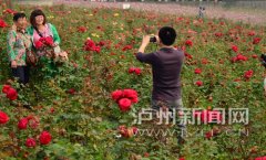 <b>泸州江阳区华阳玫瑰开 乡村游火爆</b>