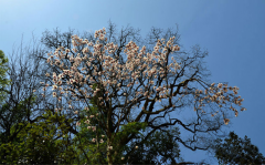 <b>四月芳菲 婺源迎来树树花开</b>