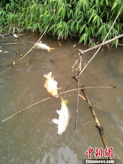 江边飘浮的死鱼李凌摄