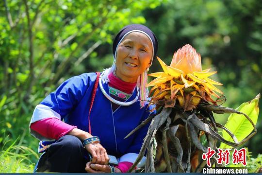 湖南发现2株“地涌金莲”：上次开花34年前