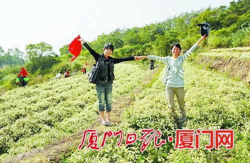内厝大力开发都市型休闲农业,锄山野菊花生产基地迎来许多游客。张天骄 摄
