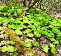 <b>理县发现一级重点保护植物 独叶草</b>