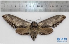 <b>四川发现个体大小超过此前世界记录锯翅天蛾</b>