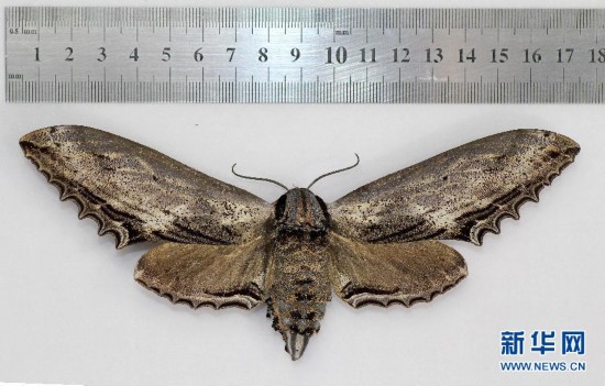 （图文互动）四川发现一只锯翅天蛾的个体大小超过此前记载的世界记录 