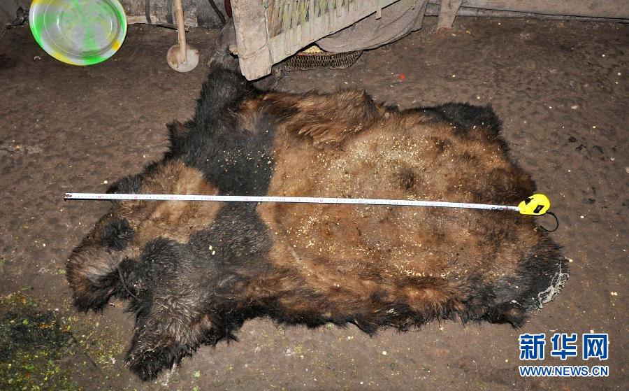 (新华网)云南省林业厅通报:捕杀大熊猫的3人已被批捕