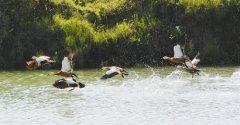 <b>野鸭翻飞蓬安相如湖</b>