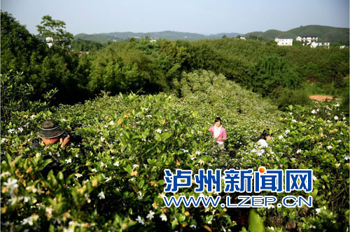 万亩黄栀子花
