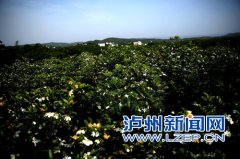 <b>泸州纳溪天仙镇万亩栀子花开  香飘山谷醉游人</b>