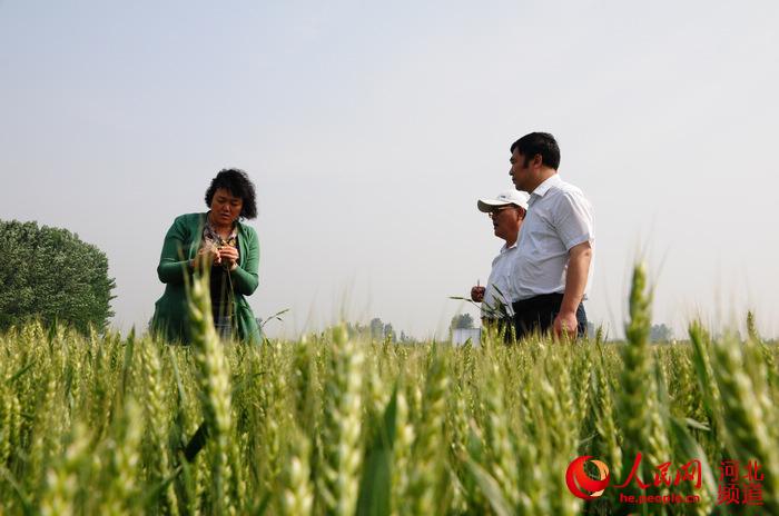 图为农科专家对节水高产小麦进行测产。张梦琪摄