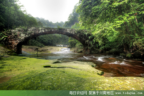 泸州黄荆老林景区.jpg
